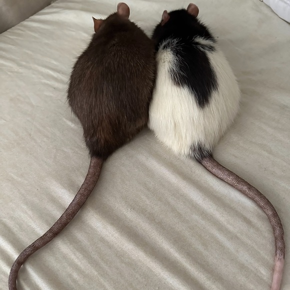 Meet your Posher, Shea! - Picture 3 of 8